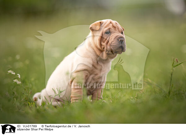sitzender Shar Pei Welpe / sitting Shar Pei Puppy / VJ-01789