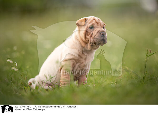 sitzender Shar Pei Welpe / VJ-01789