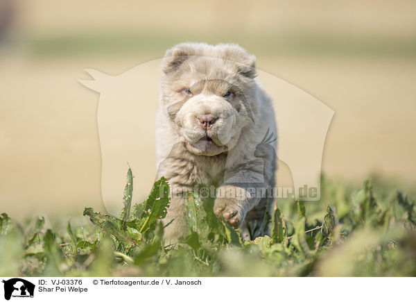 Shar Pei Welpe / Shar Pei Puppy / VJ-03376