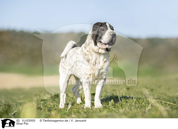 Shar Pei / VJ-03500