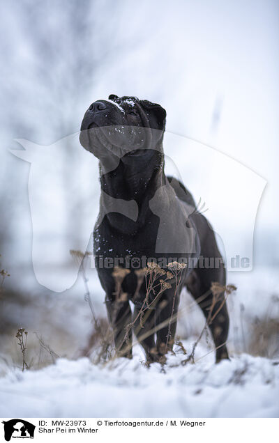 Shar Pei im Winter / Shar Pei in the winter / MW-23973