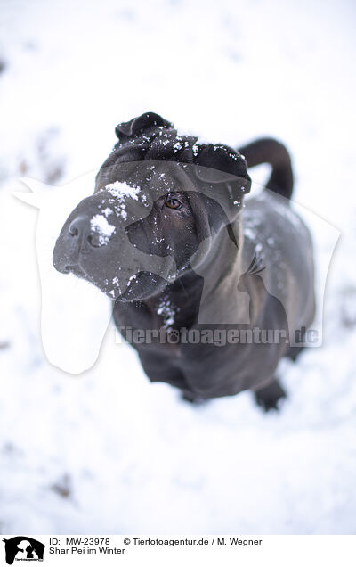 Shar Pei im Winter / MW-23978