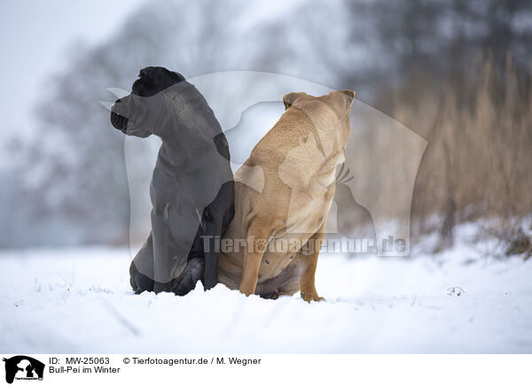 Bull-Pei im Winter / MW-25063