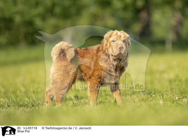 Shar Pei / Shar Pei / VJ-05118