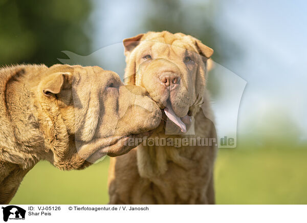 Shar Peis / Shar Peis / VJ-05126