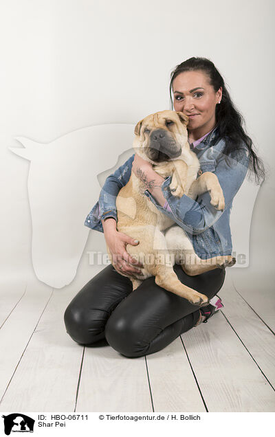 Shar Pei / HBO-06711