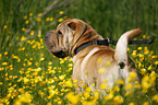 Shar Pei auf Wiese