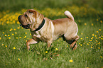 rennender Shar Pei