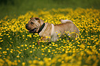 Shar Pei auf Wiese