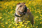 Shar Pei auf Wiese