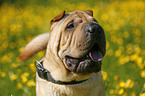 Shar Pei Portrait