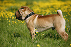 Shar Pei auf Wiese