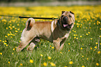 Shar Pei auf Wiese