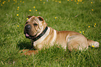 Shar Pei auf Wiese