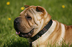 Shar Pei Portrait