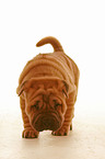 Shar Pei Welpe