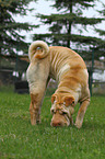 Shar Pei