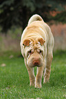 laufender Shar Pei