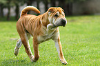 laufender Shar Pei