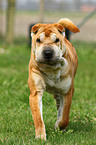 laufender Shar Pei