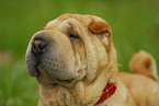 Shar Pei Portrait