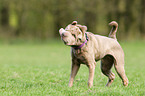 Shar Pei schttelt sich