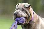 Shar Pei Portrait