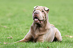 liegender Shar Pei