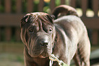 Shar Pei Portrait