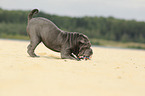 junger Shar Pei