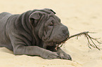 junger Shar Pei