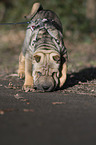 junger Shar Pei