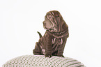 Shar Pei Welpe