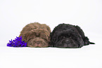 2 Shar Pei Welpen