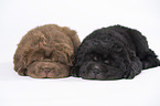 2 Shar Pei Welpen