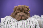 Shar Pei Welpe