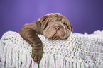 Shar Pei Welpe