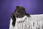 Shar Pei Welpe