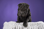 Shar Pei Welpe