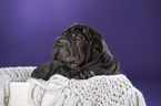 Shar Pei Welpe