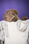 Shar Pei Welpe