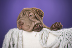 Shar Pei Welpe