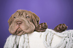 Shar Pei Welpe