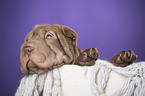 Shar Pei Welpe