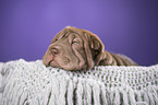 Shar Pei Welpe