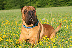 liegender Shar Pei