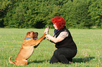 Shar Pei gibt Pf�tchen