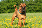 stehender Shar Pei
