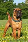 stehender Shar Pei