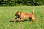 rennender Shar Pei